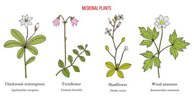 Bir dizi şifalı bitki. El çizimi vektör