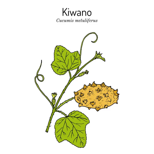 Kiwano o pepino de cuernos africanos Cucumis metuliferus, planta comestible — Vector de stock