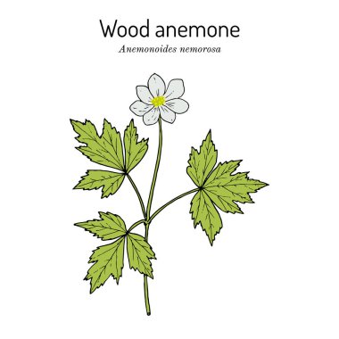 Ahşap şakayık Anemone nemorosa, tıbbi bitki.