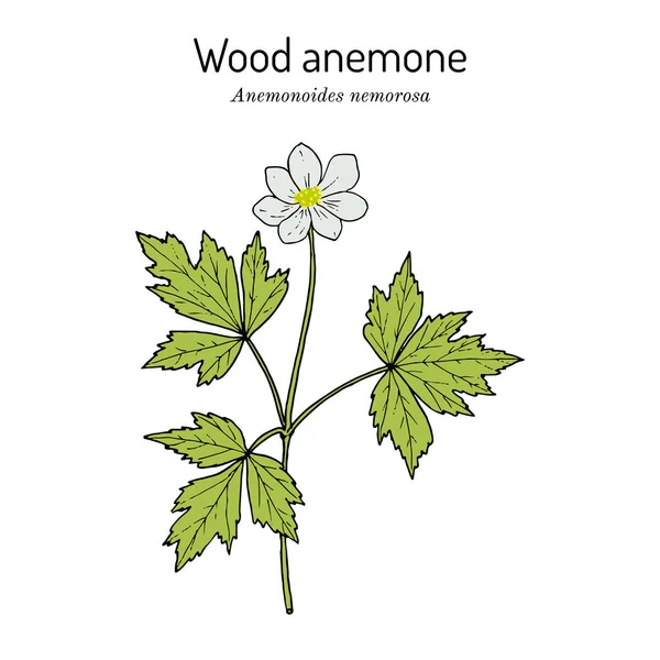 Anemone nemorosa faanemon, gyógynövény — Stock Vector