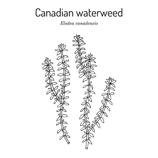 Erbaccia americana o canadese Elodea canadensis, pianta acquatica — Vettoriale Stock