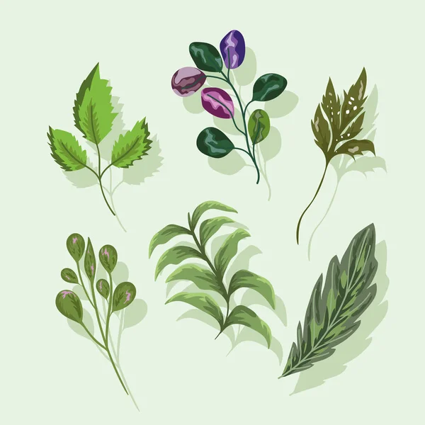 Установить иконы листья ветви листьев природы ботанические — стоковый вектор