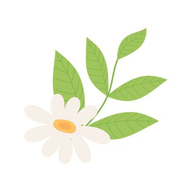 Çiçek papatyası doğayı yapayalnız bırakır.