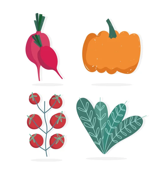 Food pumpkin tomatoes radish and lettuce nature icons — 图库矢量图片