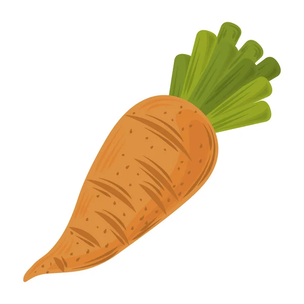 Food, carrot fresh vegetable isolated white background — Stock Vector