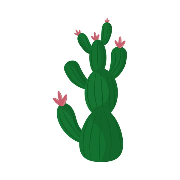 Kaktus atau sukulen alam tanaman terisolasi ikon - Stok Vektor