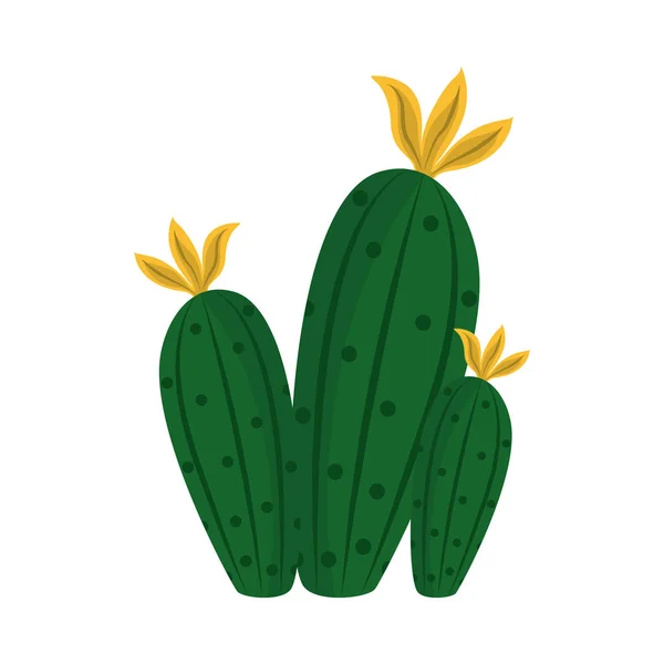 Cactus of sappige plant natuur tropische geïsoleerde pictogram — Stockvector