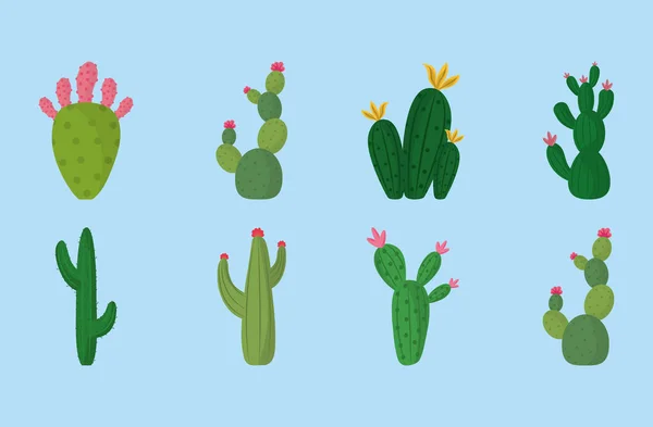 Diferentes iconos de decoración botánica de plantas de cactus — Archivo Imágenes Vectoriales