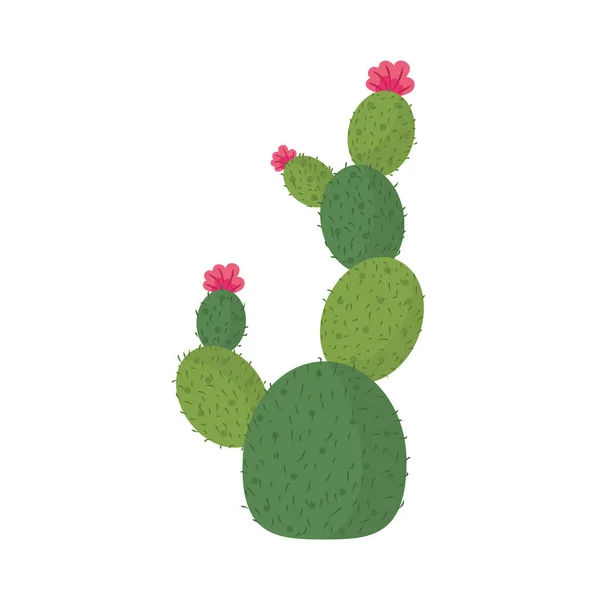 Cactus ou plante succulente nature dessin animé icône isolée — Image vectorielle