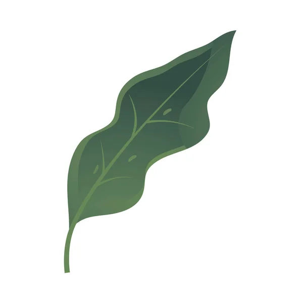 Folha natureza vegetação folhagem ícone sobre fundo branco — Vetor de Stock