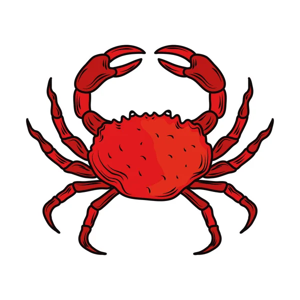 Zeevruchten krab menu gastronomisch vers pictogram geïsoleerd beeld — Stockvector