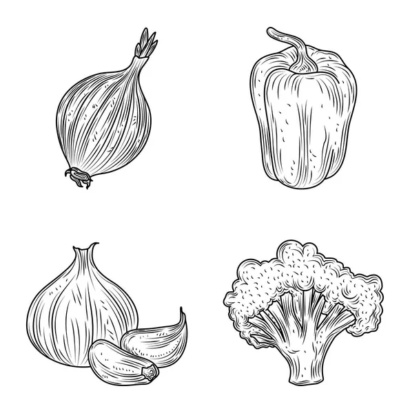 葱大蒜胡椒和西兰花蔬菜新鲜有机质，手绘风格 — 图库矢量图片