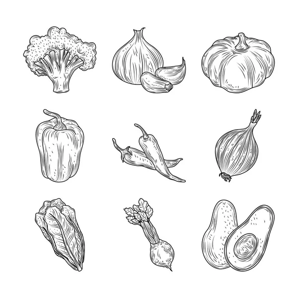 Brokolice pepř česnek cibule mrkev řepa zelenina čerstvé bio příroda, ručně kreslený styl — Stockový vektor