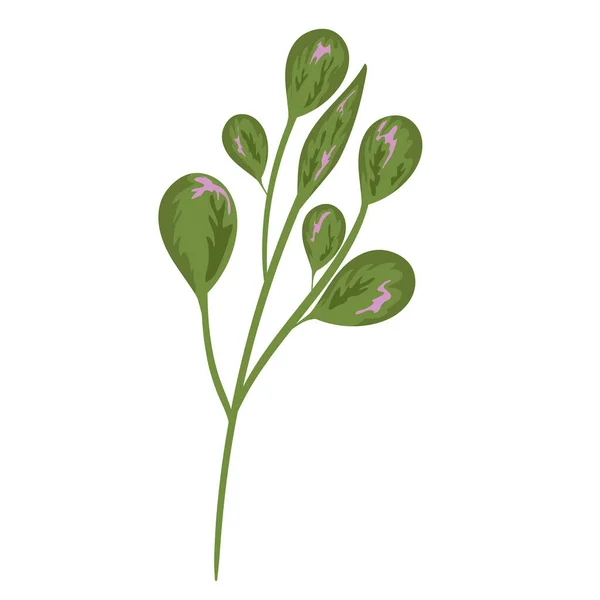 枝叶自然生长装饰绘画隔离设计 — 图库矢量图片