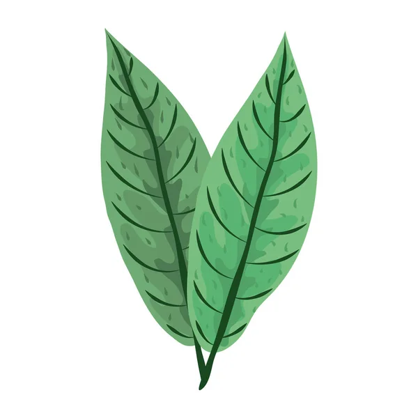 Tropikal yaprak yeşillik doğa yaprak ikonu düz tasarım — Stok Vektör