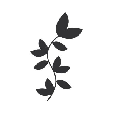 dal yaprağı bitkisi