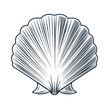 deniz kabuğu yaratığı çizimi