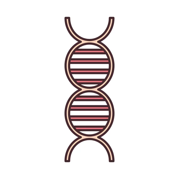 Molécula genética de dna — Vetor de Stock