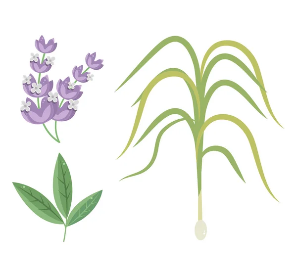 Flores hojas planta conjunto — Vector de stock