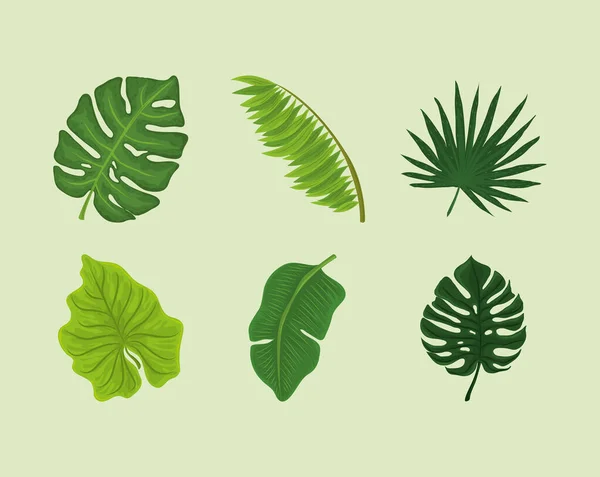 Hojas de monstera follaje — Vector de stock