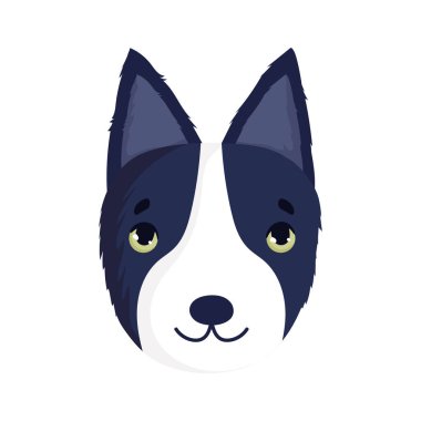 Köpek suratlı boğa terrier.