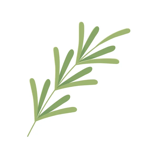 Zweig Blätter botanisch — Stockvektor