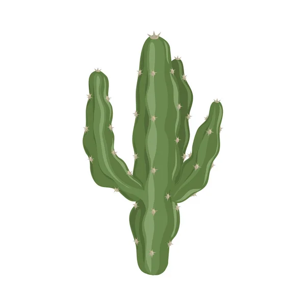 Naturaleza botánica del cactus — Vector de stock