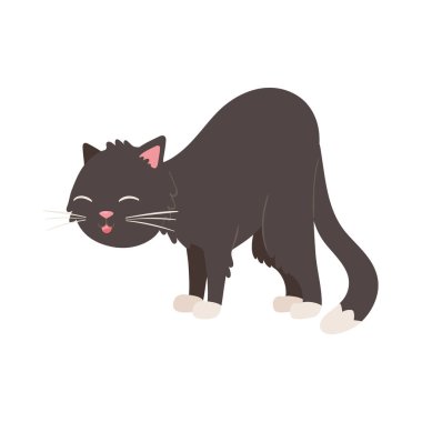 Şirin siyah kedi hayvan.