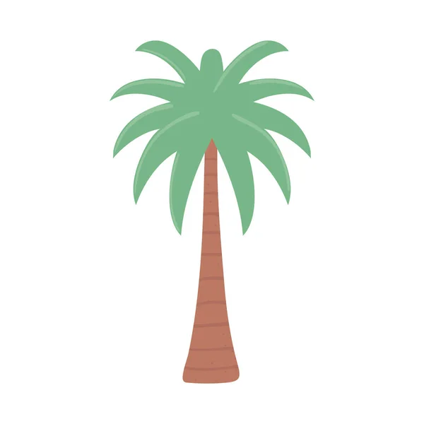 Tree palm plant — Stock Vector