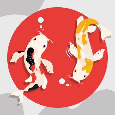 Güzel koi balıkları.