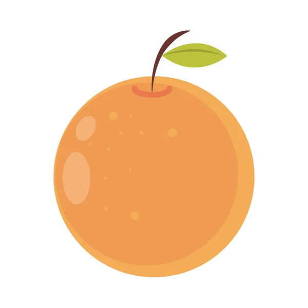 Orange fruit citrus — Stock Vector