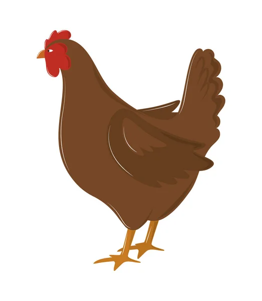 Poule brune volaille — Image vectorielle