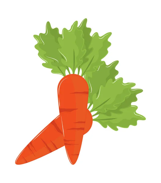 Vegetables carrots fresh — Stock Vector