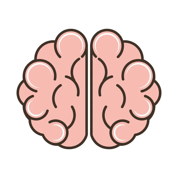 Parte del cerebro humano — Vector de stock