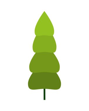 çam ağacı yaprağı