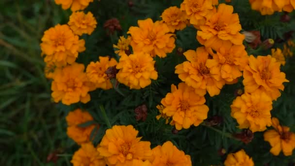 Krásné Jasně Oranžové Marigolds Rozvíjet Větru Zpomaleném Filmu — Stock video