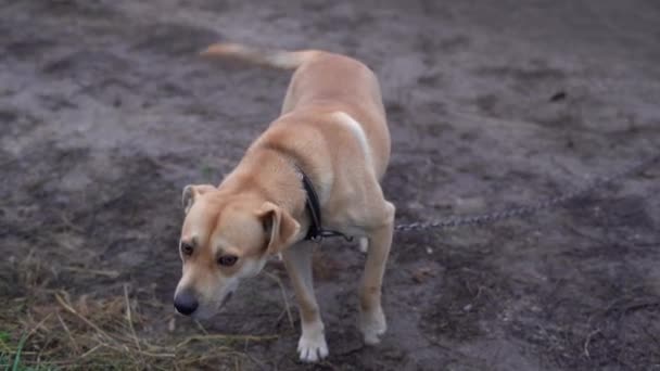 Beau Chien Domestique Couleur Café Avec Beaux Yeux Brillants Veut — Video