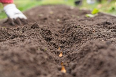 Ekilmiş kış soğanıyla bir çukur kazmak