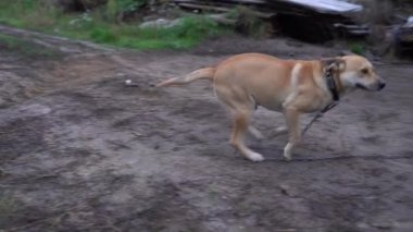 Açık kahverengi renkli tatmin olmuş bir köpek ağır çekimde koşar ve sevinir.