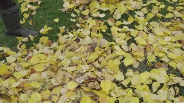 Gevallen gele bladeren van het gazon reinigen met een speciale hark in de herfst — Stockvideo