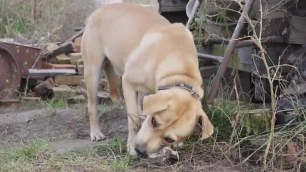 Un cane domestico marrone chiaro mastica un osso grande con grande piacere — Video Stock