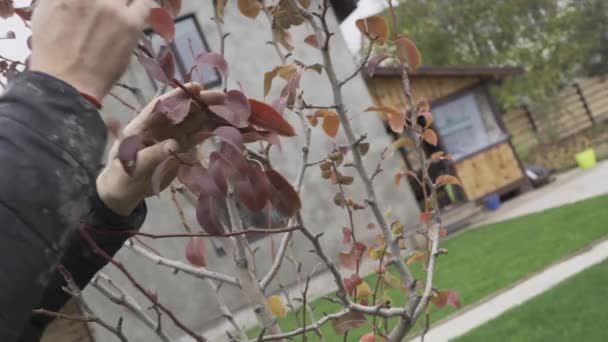 Het proces van het wegwerken van bomen van droge bladeren met de hand voor het overwinteren — Stockvideo