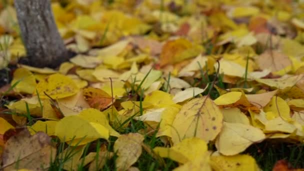 Beau panoramique sur les feuilles jaunes tombées sur la pelouse au ralenti — Video