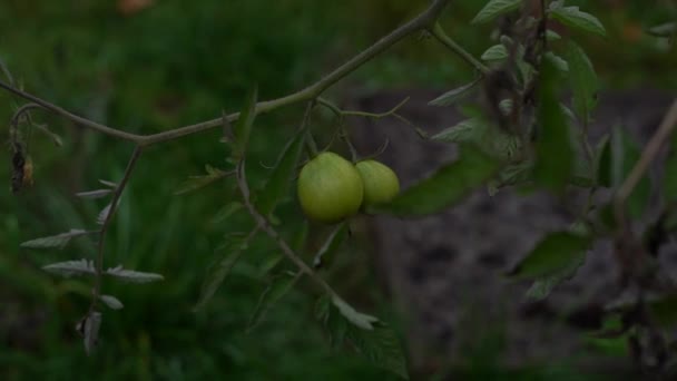 Suave batendo tomates verdes crescendo em um jardim em casa à noite em câmera lenta — Vídeo de Stock