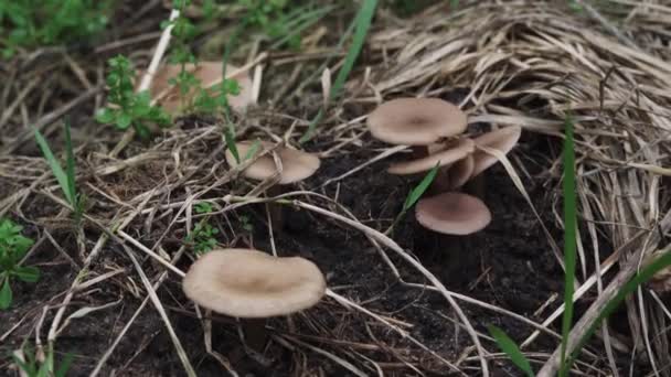 Os cogumelos de toadstool de close-up crescem abaixo da grama seca — Vídeo de Stock