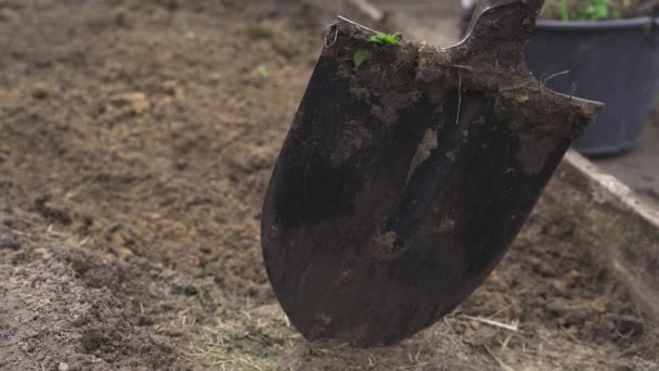 Het ploegen van de grond met een schop in de tuin voor de winter — Stockvideo