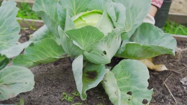 Harvesting process of white cabbage with root in slow motion — Stock Video