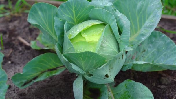 Hermosa cabeza de col blanca en gotas de lluvia en el jardín — Vídeo de stock