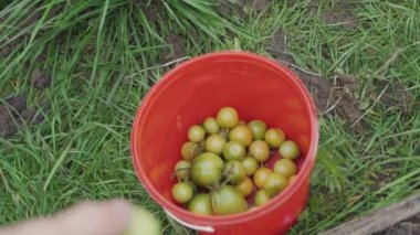 Kırmızı kovada olgunlaşmamış yeşil domatesleri yavaş çekimde toplamak.
