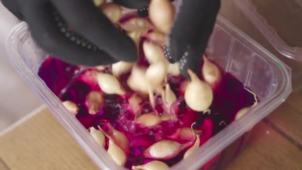 Der Prozess, Winterzwiebelsetzlinge in eine leuchtend rosa Lösung aus Kaliumpermanganat zu werfen — Stockvideo